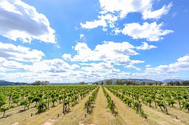 Lowe Wines - Halliday Wine Companion